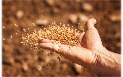 ESTUDIO DE LA PALABRA| CICLO A –  XV DOMINGO DE TIEMPO ORDINARIO