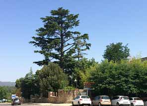 Fotonoticia: El cedro del Jardín de los Salesianos en Poblet catalogado como Árbol Monumental