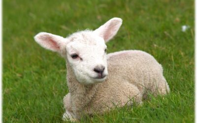 ESTUDIO DE LA PALABRA| CICLO A – II Domingo de Tiempo Ordinario