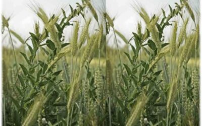 ESTUDIO DE LA PALABRA| CICLO A – XV DOMINGO DE TIEMPO ORDINARIO