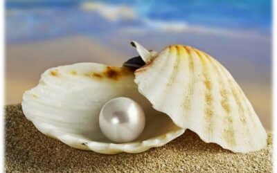 ESTUDIO DE LA PALABRA| CICLO A – XVI DOMINGO DE TIEMPO ORDINARIO